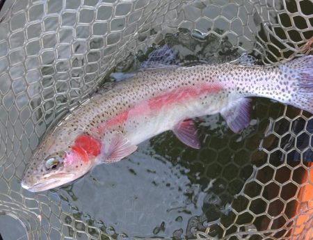釣れる、釣れるぞ！ 大安トラウトレイク